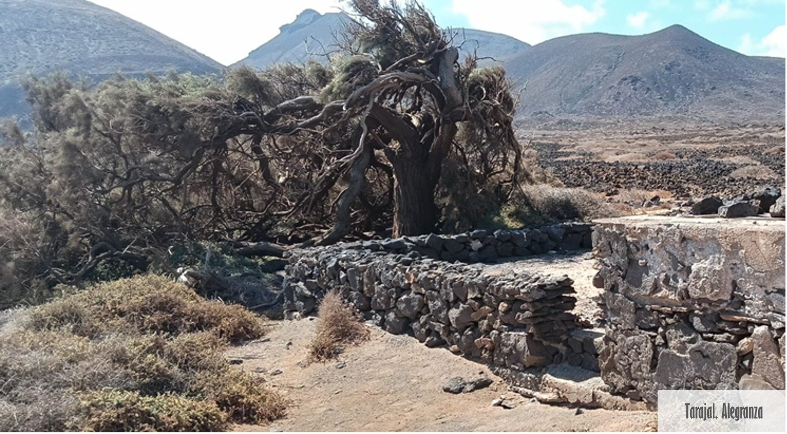 Árboles singulares de Lanzarote. Foto: Cedida por Rafael Paredes Árboles singulares de Lanzarote. Foto: Cedida por Rafael Paredes