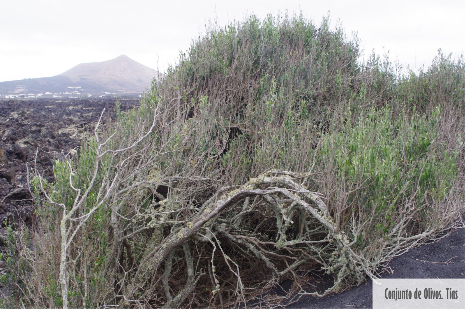 Árboles singulares de Lanzarote. Foto: Cedida por Rafael Paredes Árboles singulares de Lanzarote. Foto: Cedida por Rafael Paredes