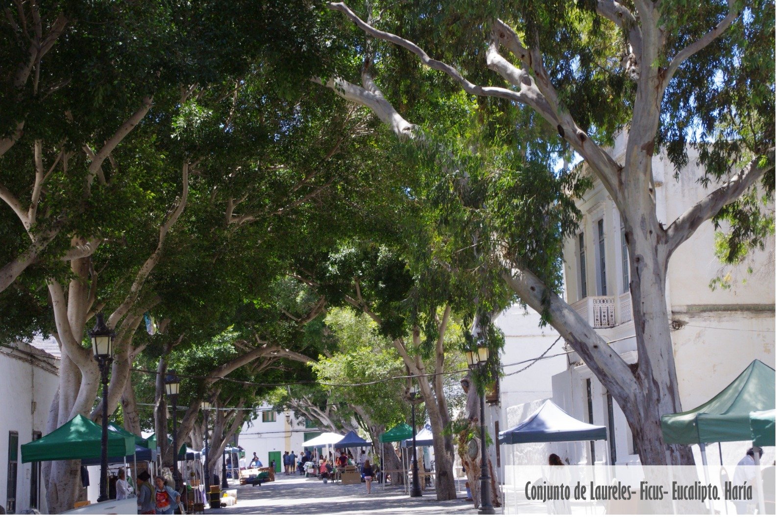 Árboles singulares de Lanzarote. Foto: Cedida por Rafael Paredes Árboles singulares de Lanzarote. Foto: Cedida por Rafael Paredes