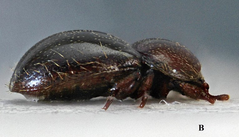 Figura 1 B Thorictus lateral 3. Figura 1 B Thorictus lateral 3.