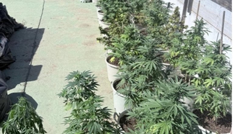 Plantación de marihuana en la azotea de una vivienda en Arrecife Plantación de marihuana en la azotea de una vivienda en Arrecife