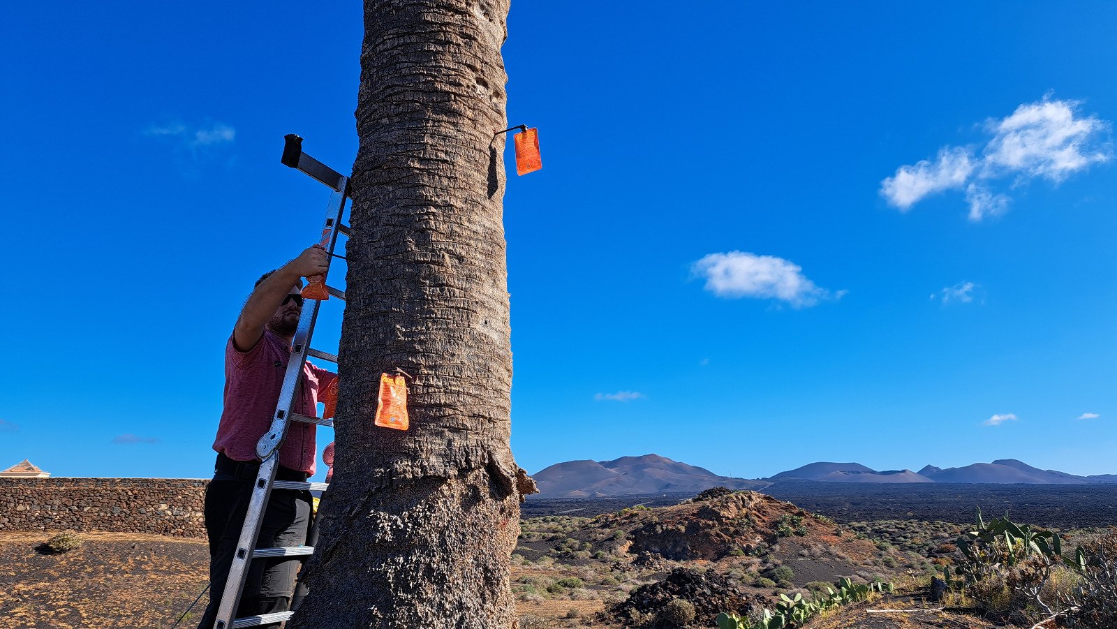 Imágenes de varios proyectos de Canariensis en Lanzarote