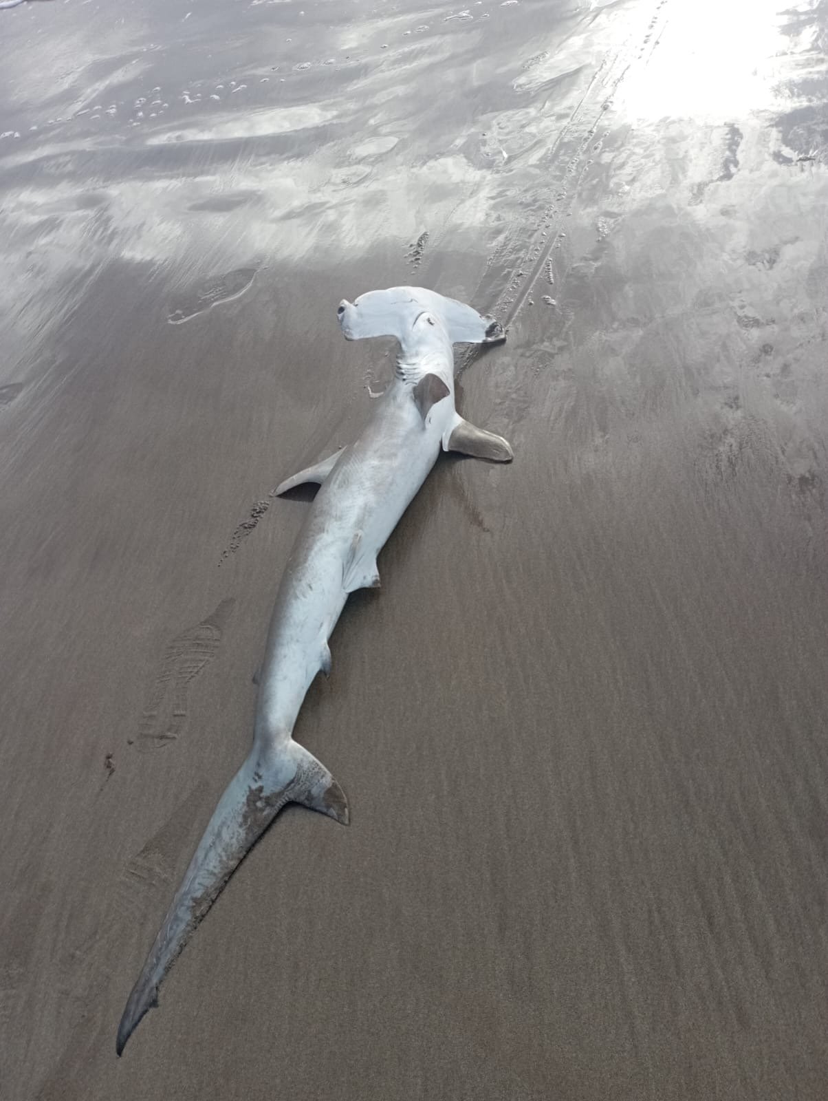 El tiburón martillo varado en la playa de La Garita. 