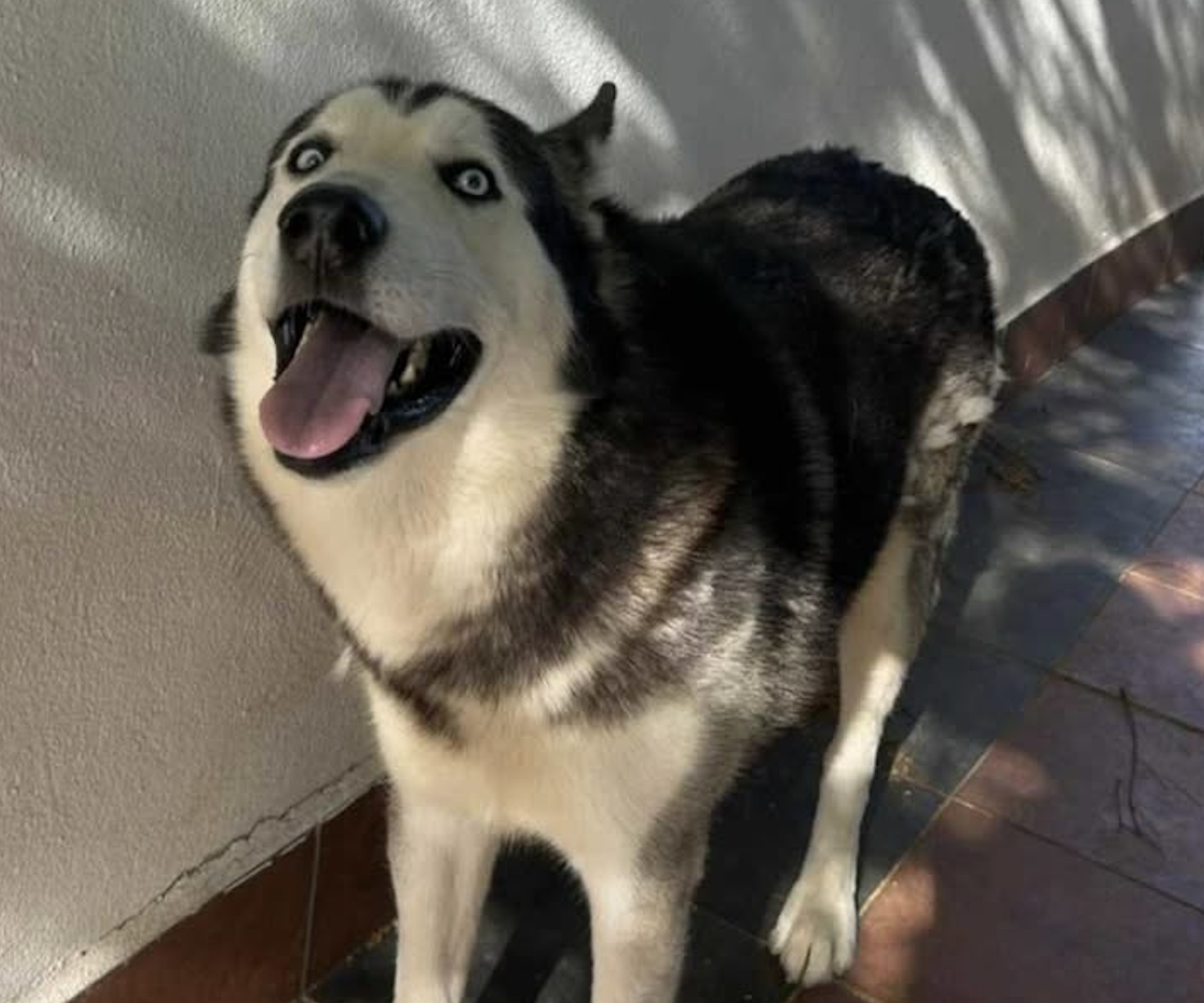 Titán, el perro perdido en El Cuchillo (Tinajo).