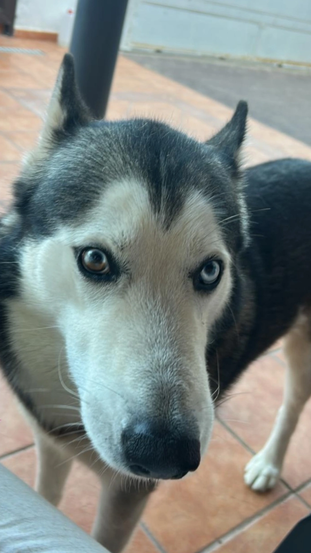 Titán, el perro perdido en Tinajo. 