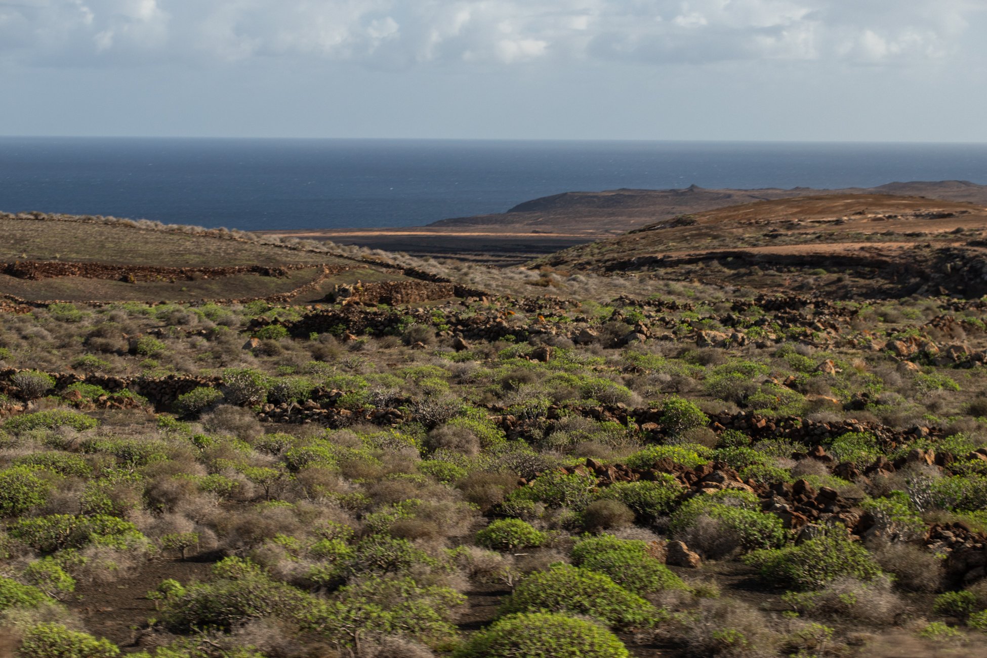 Lanzarote brota tras el paso de la lluvia. Foto: Andrea Domínguez.