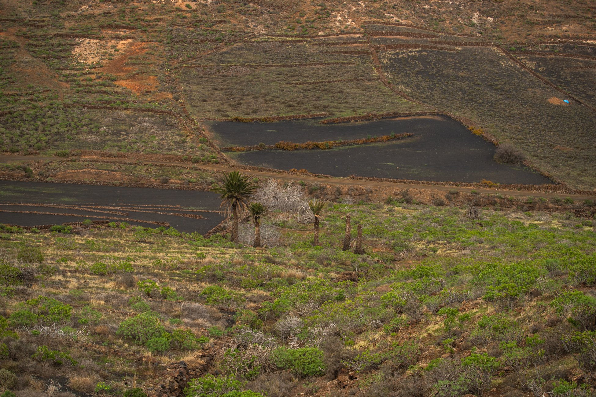 Lanzarote se pinta de verde tras el paso de las últimas lluvias. Foto: Andrea Domínguez.