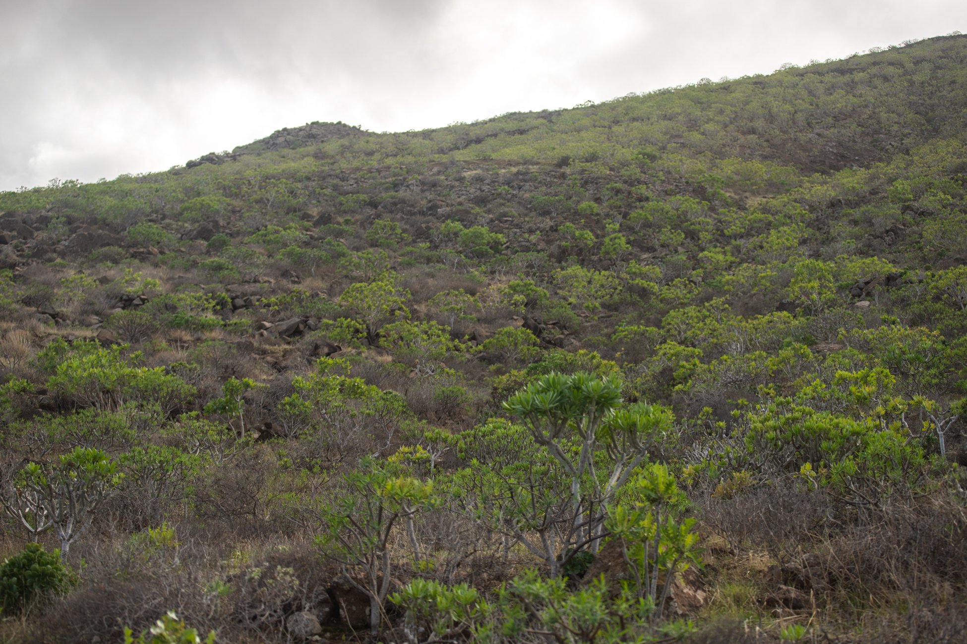 Lanzarote se pinta de verde tras el paso de las últimas lluvias. Foto: Andrea Domínguez.