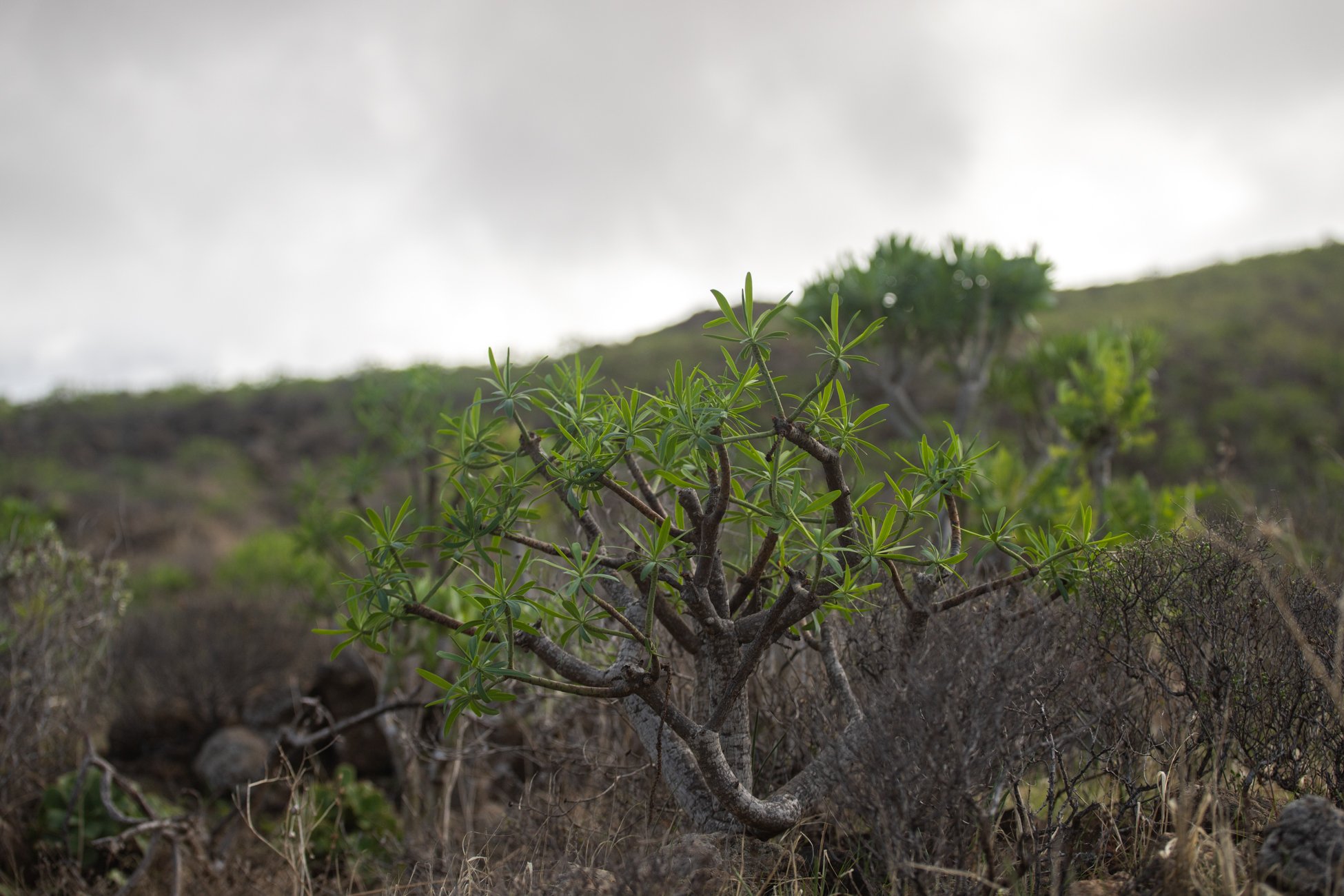 Lanzarote se pinta de verde tras el paso de las últimas lluvias. Foto: Andrea Domínguez.