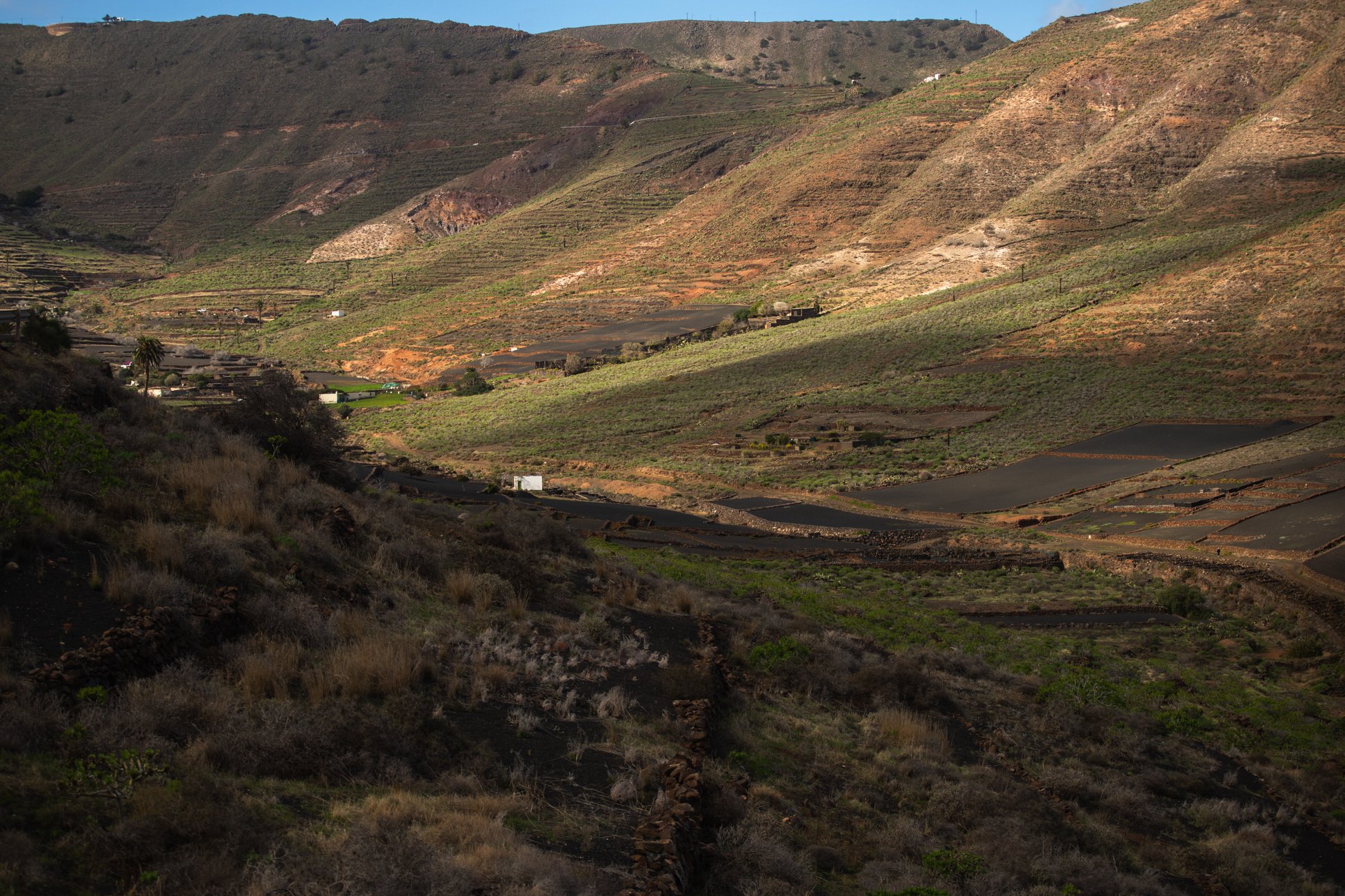 Lanzarote se pinta de verde tras el paso de las últimas lluvias. Foto: Andrea Domínguez.