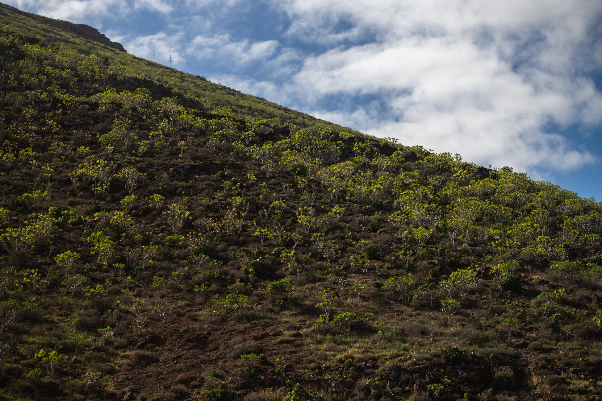 Lanzarote se pinta de verde tras el paso de las últimas lluvias. Foto: Andrea Domínguez.