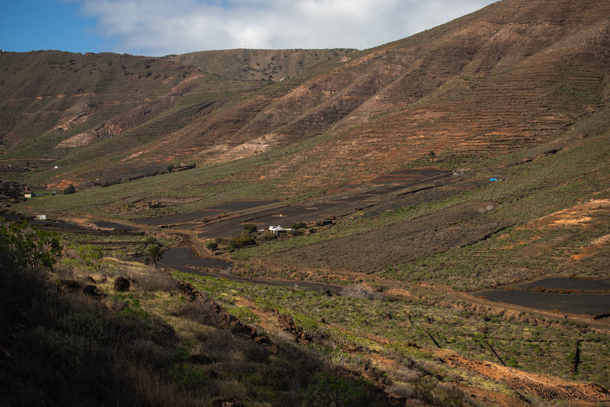 Lanzarote se pinta de verde tras el paso de las últimas lluvias. Foto: Andrea Domínguez.