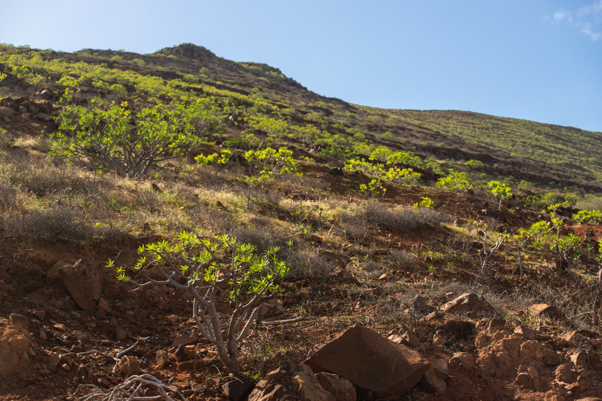 Lanzarote se pinta de verde tras el paso de las últimas lluvias. Foto: Andrea Domínguez.