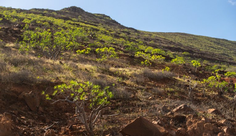 Lanzarote se pinta de verde tras el paso de las últimas lluvias. Foto: Andrea Domínguez.