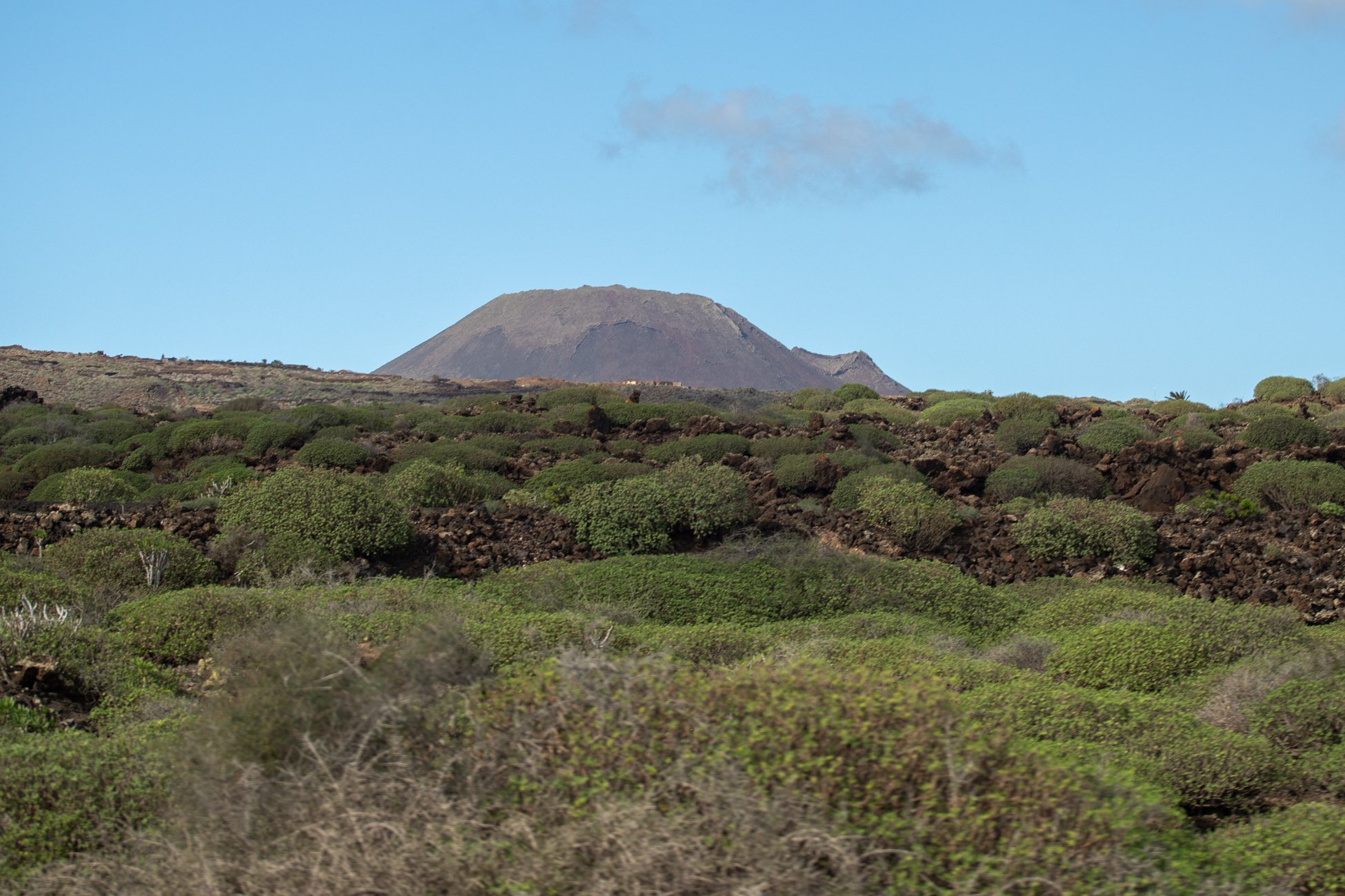 Lanzarote se pinta de verde tras el paso de las últimas lluvias. Foto: Andrea Domínguez.