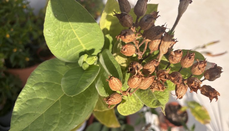Detalles de las hojas y semillas de una planta de tabaco. Foto: Michael Valdivia