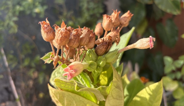 Detalles de las flores y semillas de una planta de tabaco. Foto: Michael Valdivia