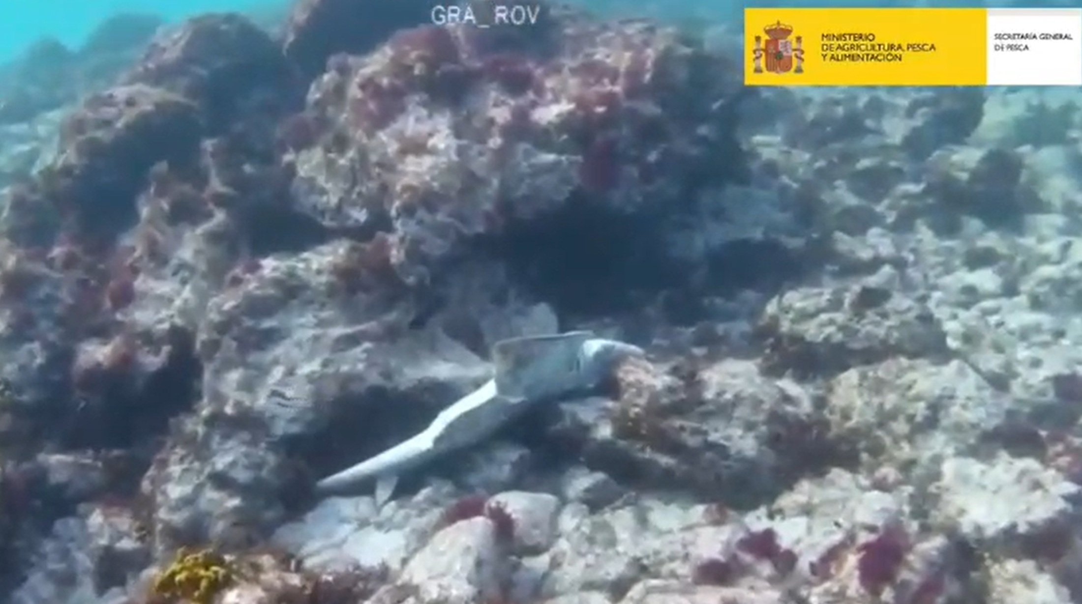 Imagen de uno de los angelotes