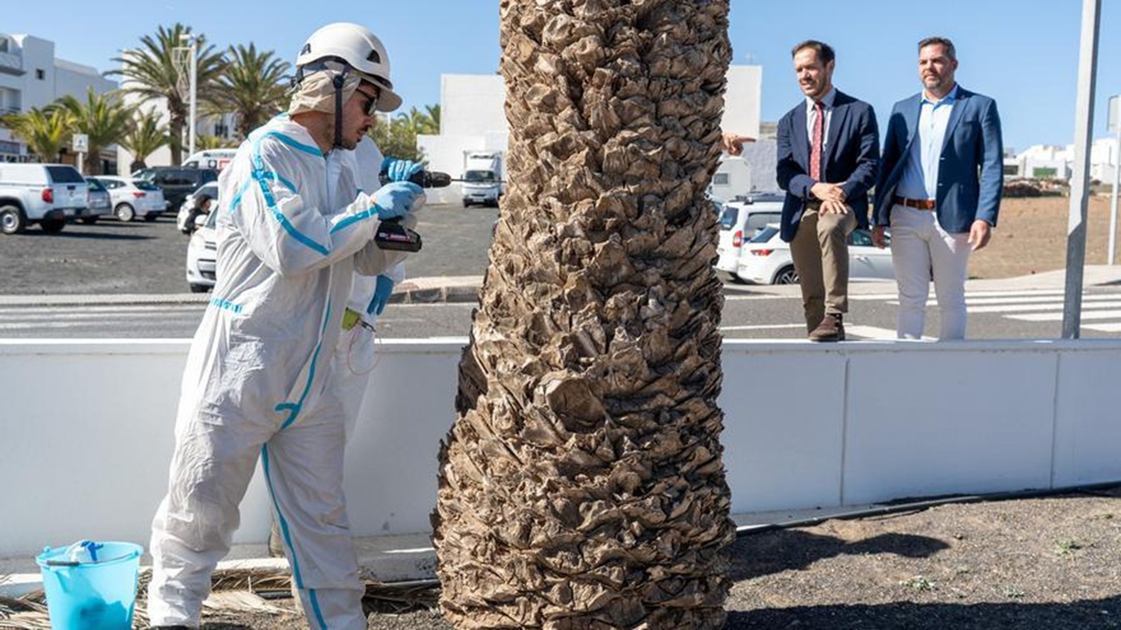 Avanza con éxito el Plan de Control y Erradicación de Diocalandra frumenti en Lanzarote