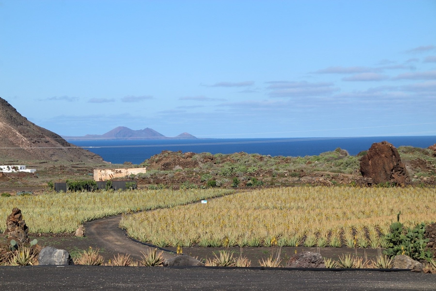 Plantación ecológica de aloes en Lanzarote. Imagen: Biosphere Sustainable