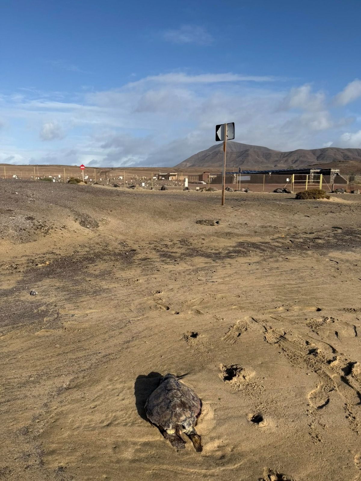 Tortuga boba en Papagayo