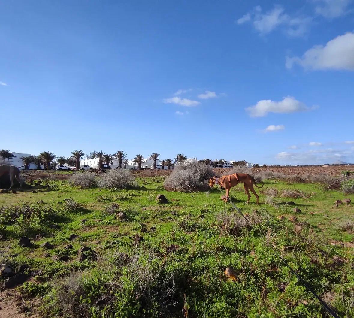 Imágenes del concurso de fotografía de La Voz. Foto: @maydepodenco