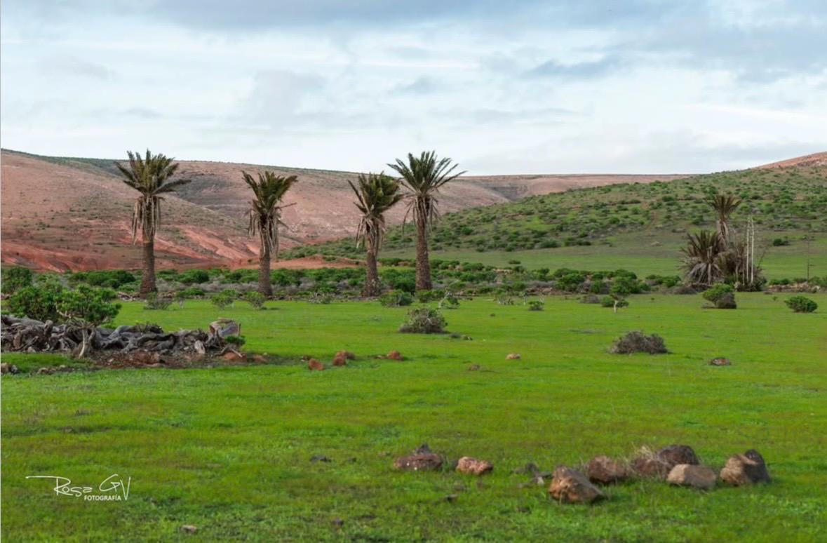 Imágenes del concurso de fotografía de La Voz. Foto: @rosagvnocturnas