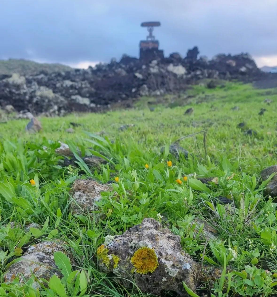 Imágenes del concurso de fotografía de La Voz. Foto: @guarderiadumbo_lanzarote