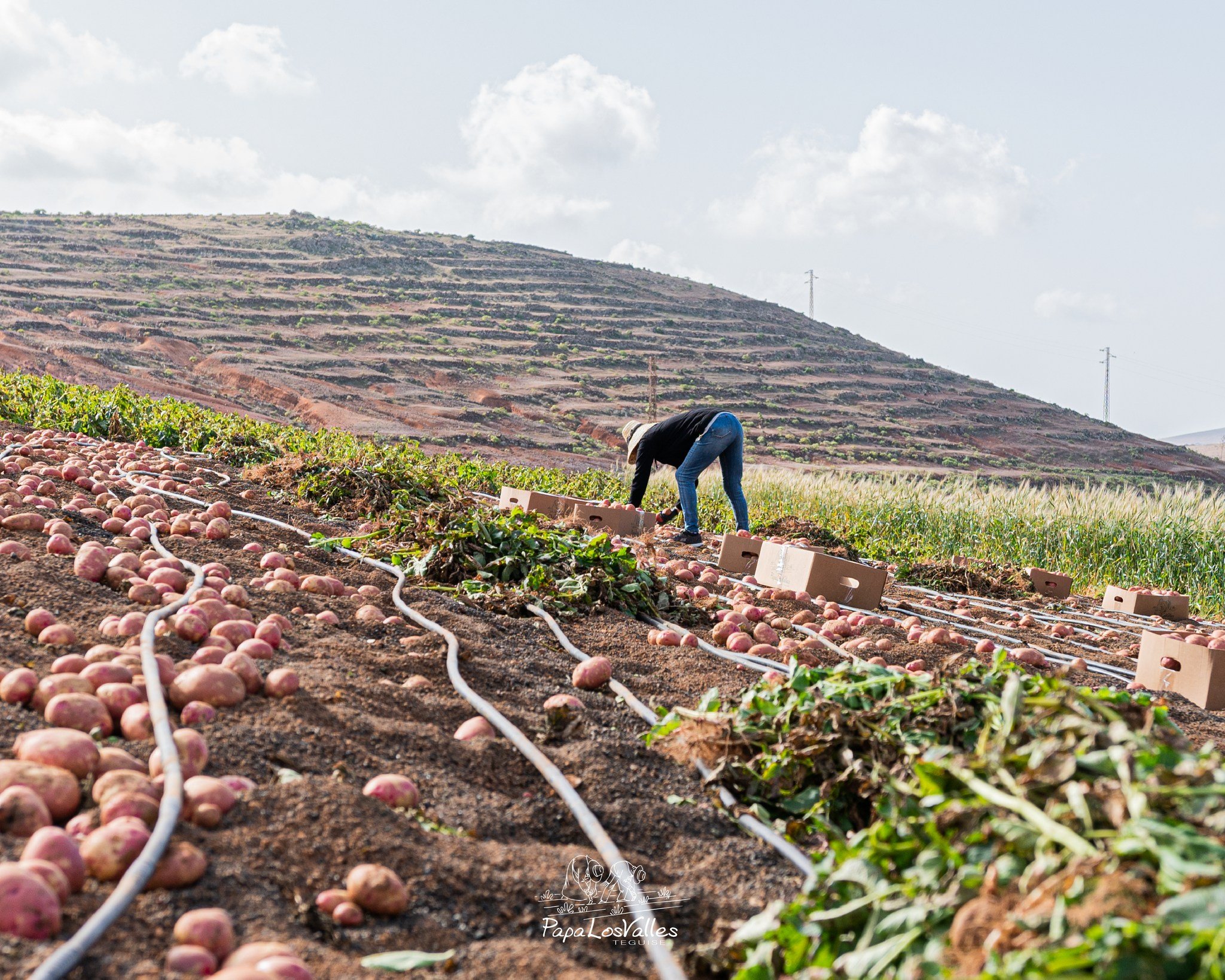 Papa de los Valles 2 Papa de los Valles 2