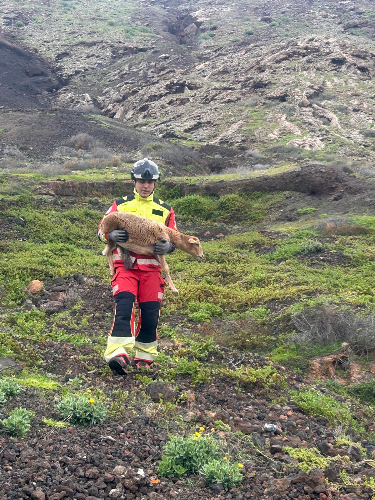 Rescate de una oveja en la montaña de Tahíche