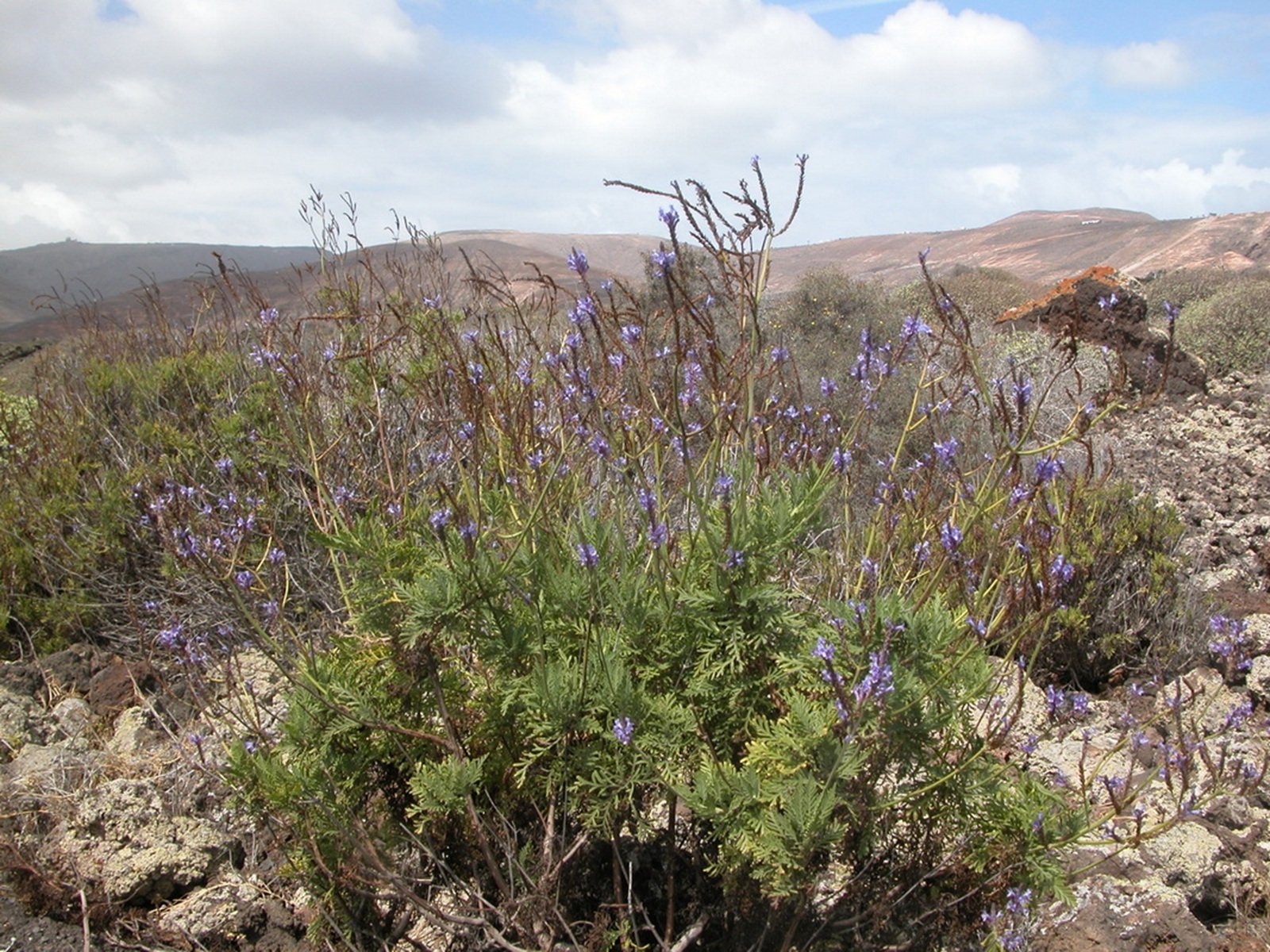 Lavandula canariensis  en Punta Mujeres. Imagen: endemicascanarias.com