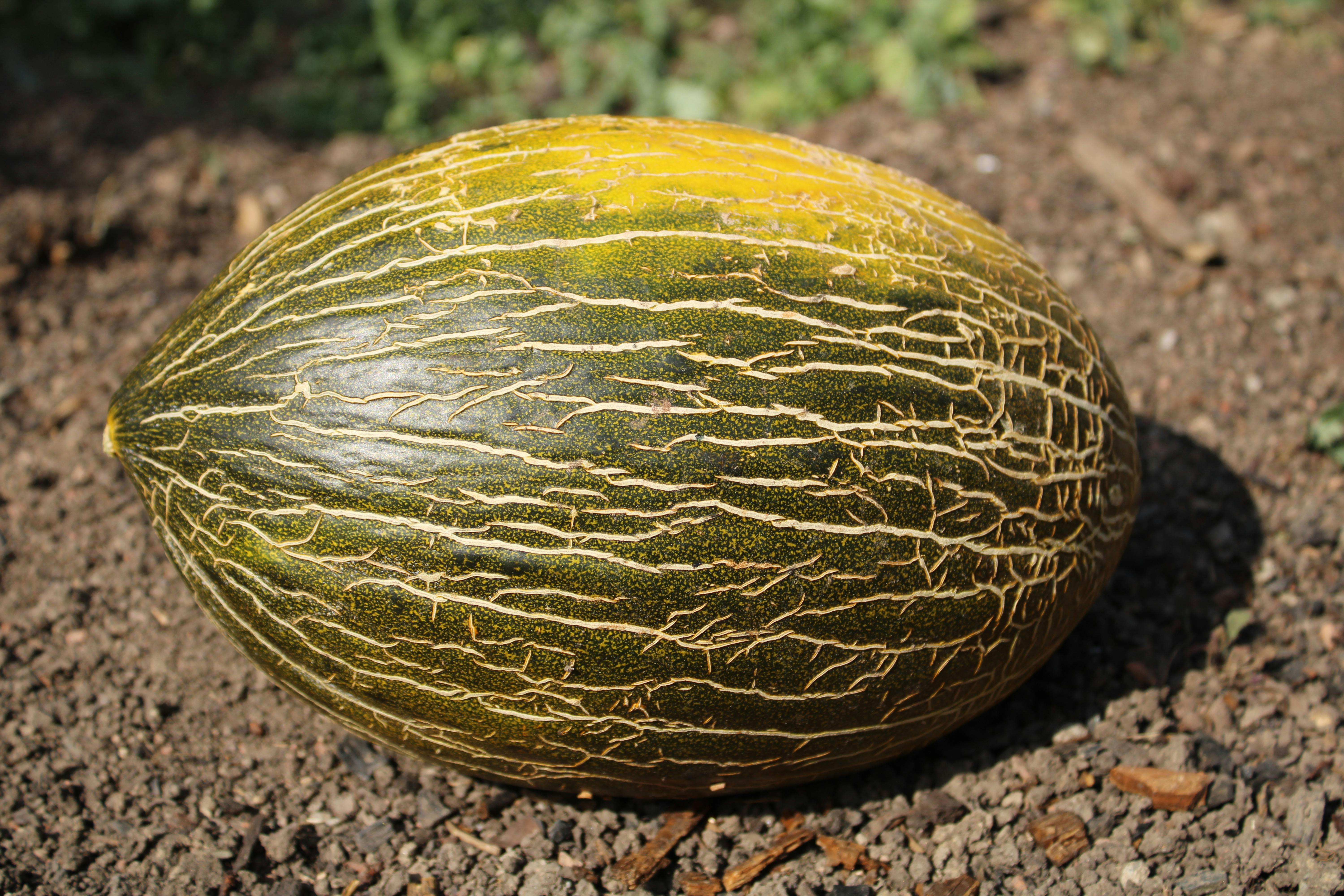 Un melón piel de sapo. Agricultura y Ganadería.