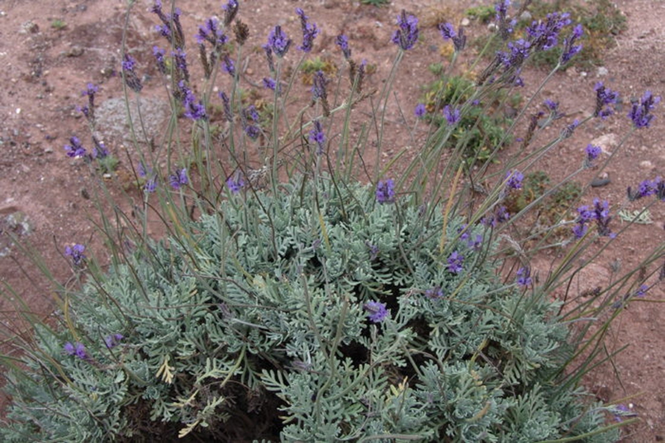 lanzarotefamara 001 flores descripcion matorrisco de lanzarote lavandula pinnata 700x467dd