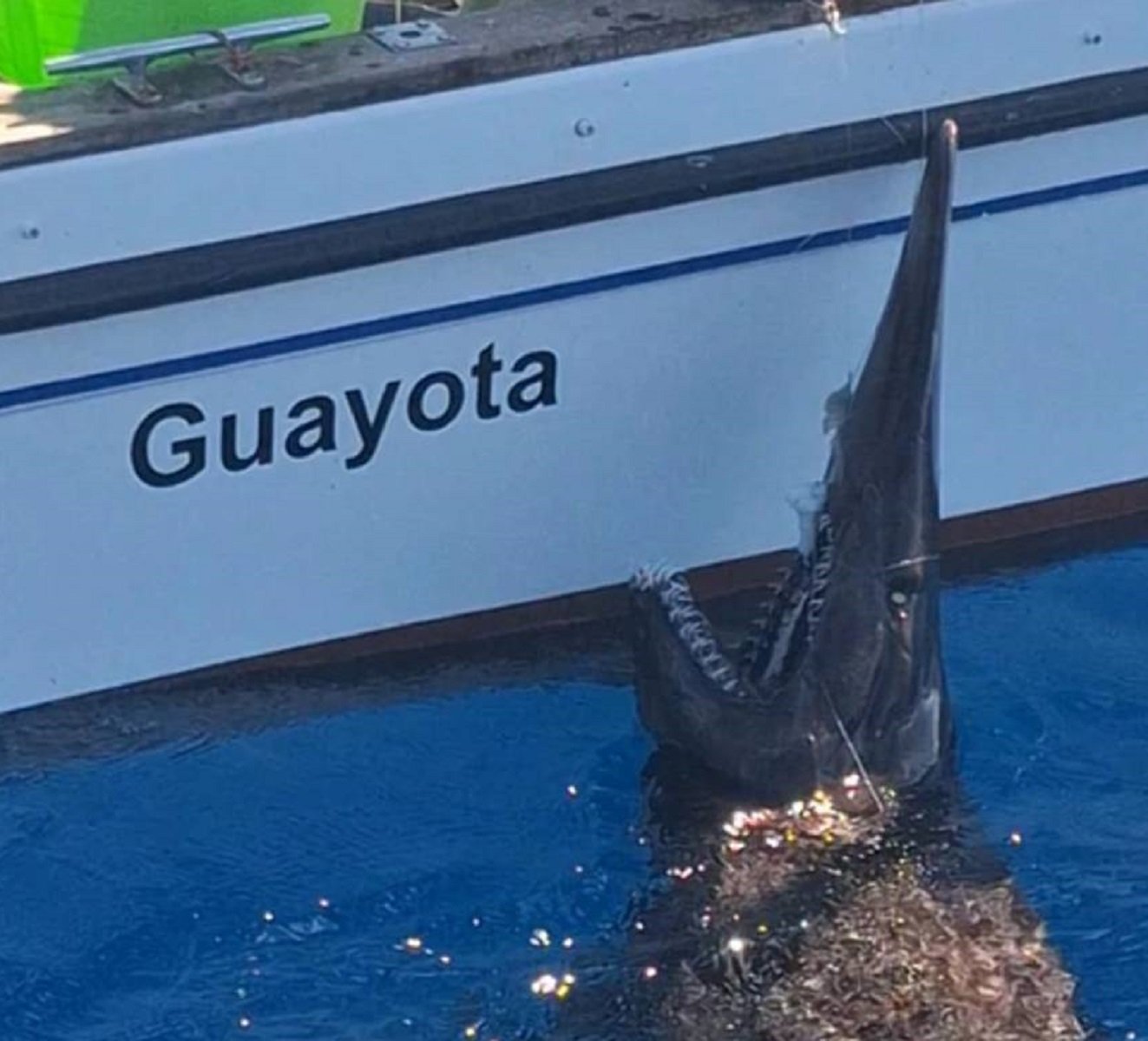 Tiburón duende captado en Canarias