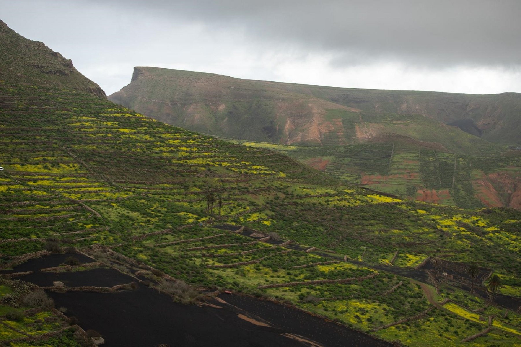 Lanzarote se viste de verde tras una temporada de lluvias. Foto: Andrea Domínguez Torres.