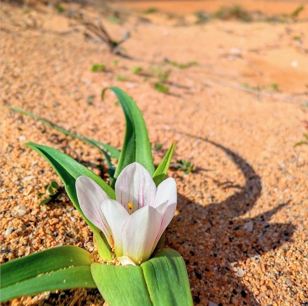 Colchicum psammophilum. Foto@ilustratingbotanist Colchicum psammophilum. Foto@ilustratingbotanist