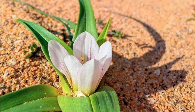 Colchicum psammophilum. Foto@ilustratingbotanist