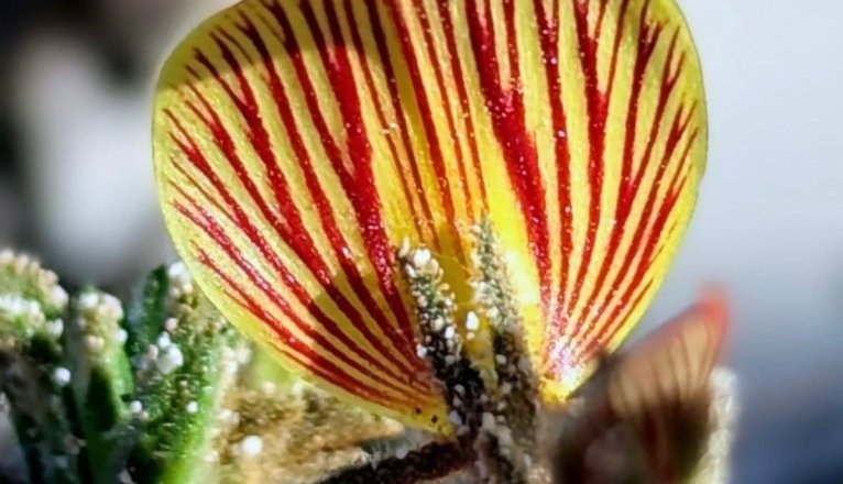 Ononis hesperia. Foto@ilustratingbotanist Ononis hesperia. Foto@ilustratingbotanist