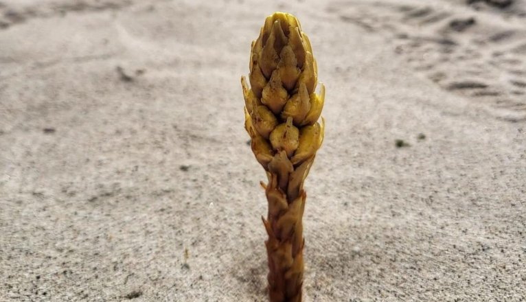 Jacinto del desierto (Cistanche phelipaea) 2 Jacinto del desierto (Cistanche phelipaea) 2