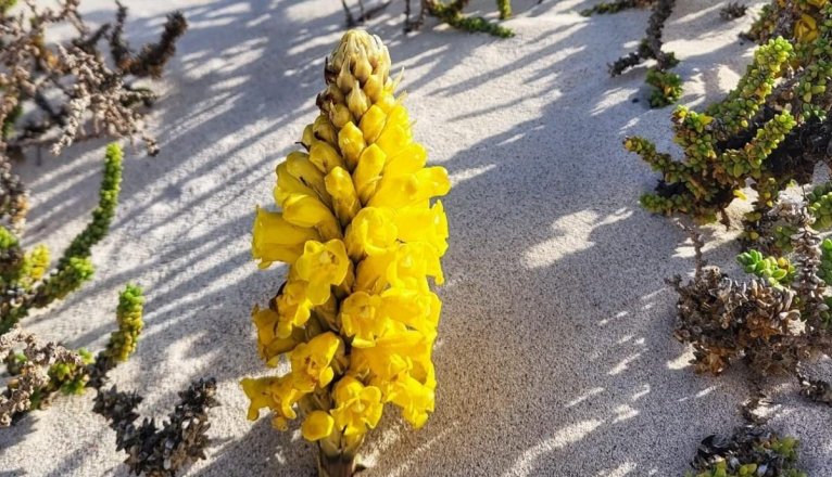 Batatera (Cistanche phelipaea) Batatera (Cistanche phelipaea)