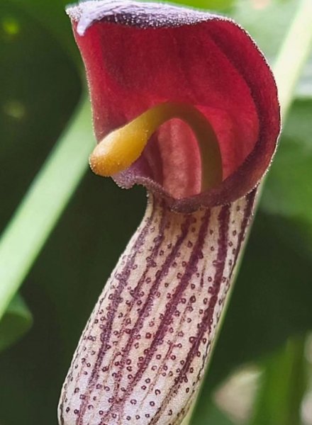 Floración Arisarum simorrhinum Floración Arisarum simorrhinum