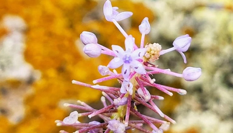 Autonoe latifolia floración Autonoe latifolia floración