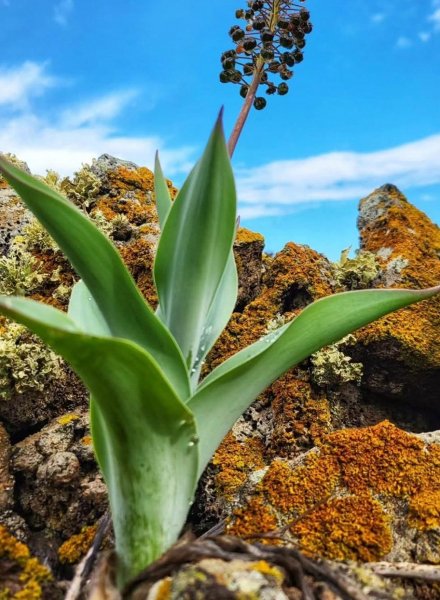 Autonoe latifolia Autonoe latifolia