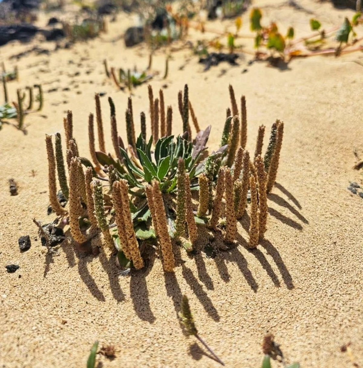 Plantago coronopus Plantago coronopus