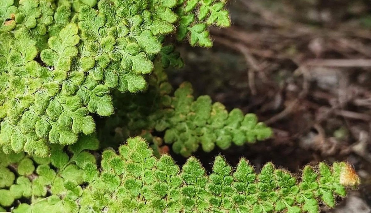 Helecho Cosentinia vellea Helecho Cosentinia vellea