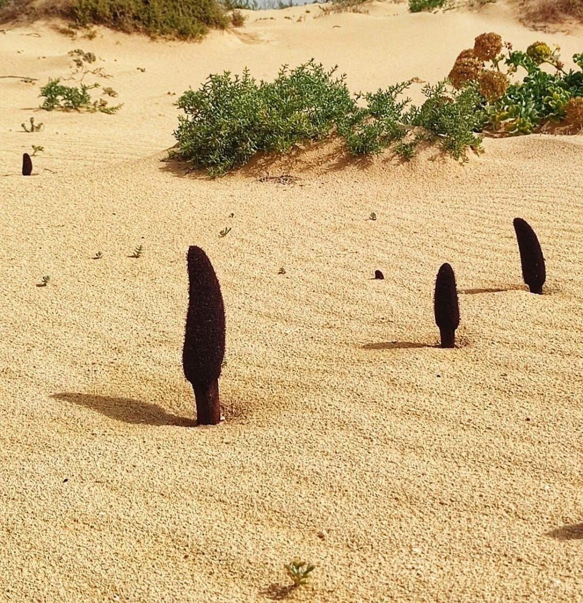 Cynomorium coccineum, una de las especies que germinan en La Graciosa