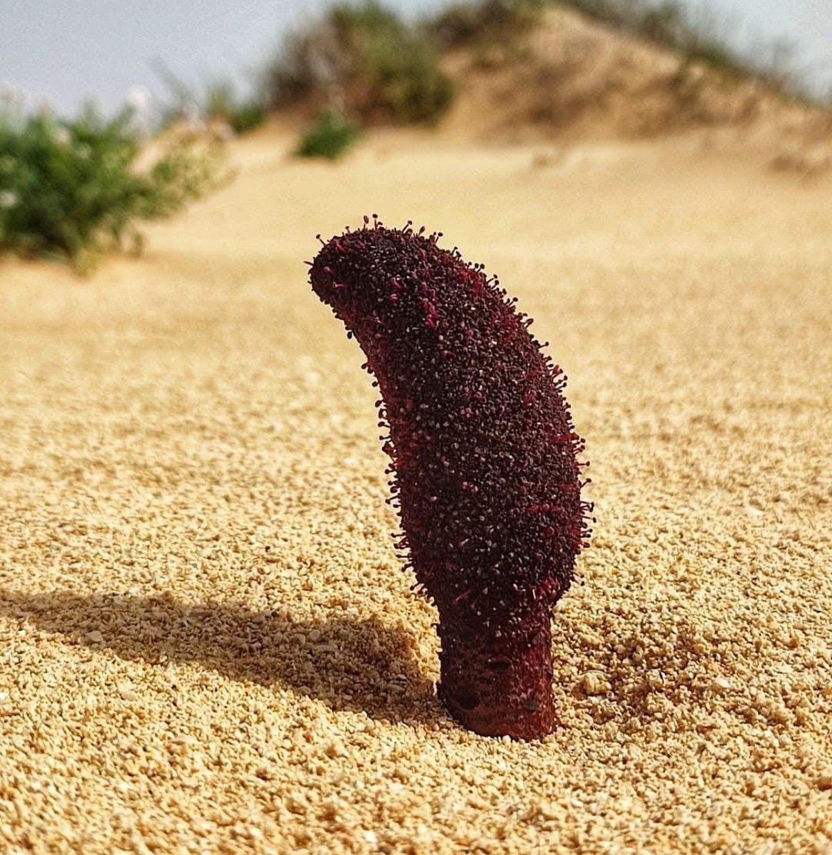 Cynomorium coccineum Cynomorium coccineum