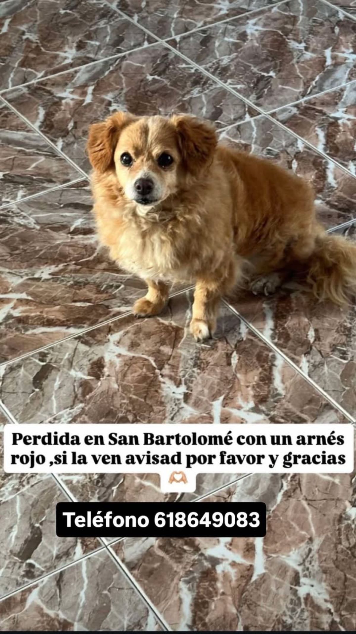 Perrita perdida en San Bartolomé Perrita perdida en San Bartolomé