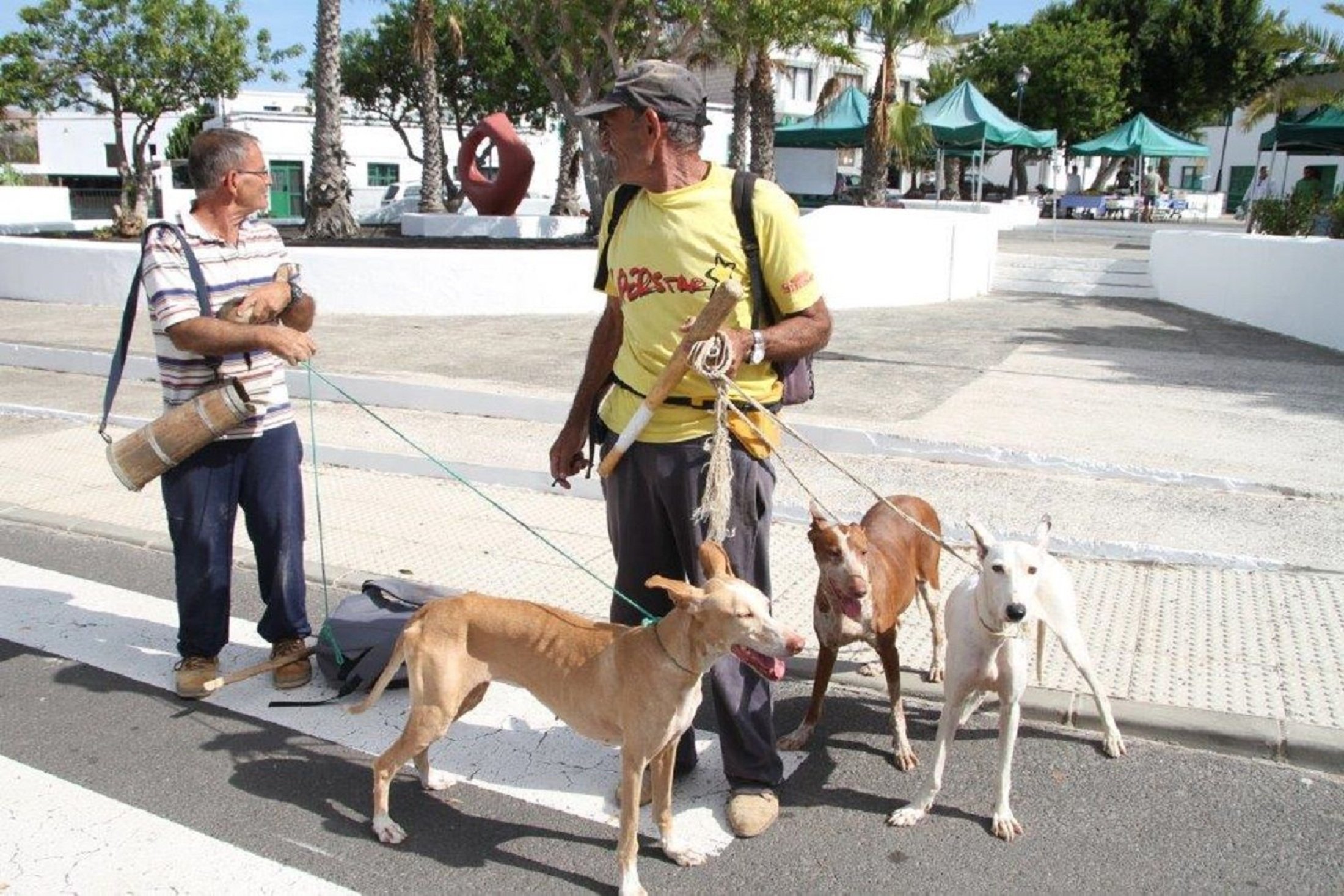 Perros de caza en una foto de archivo