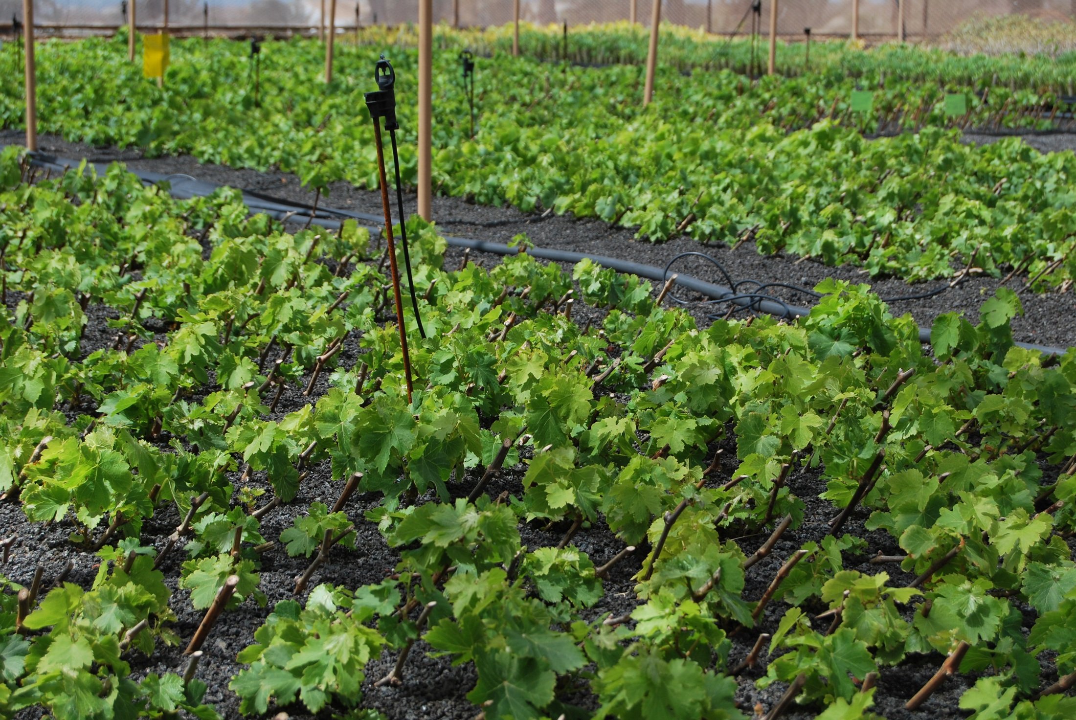 Estaquillado de parras